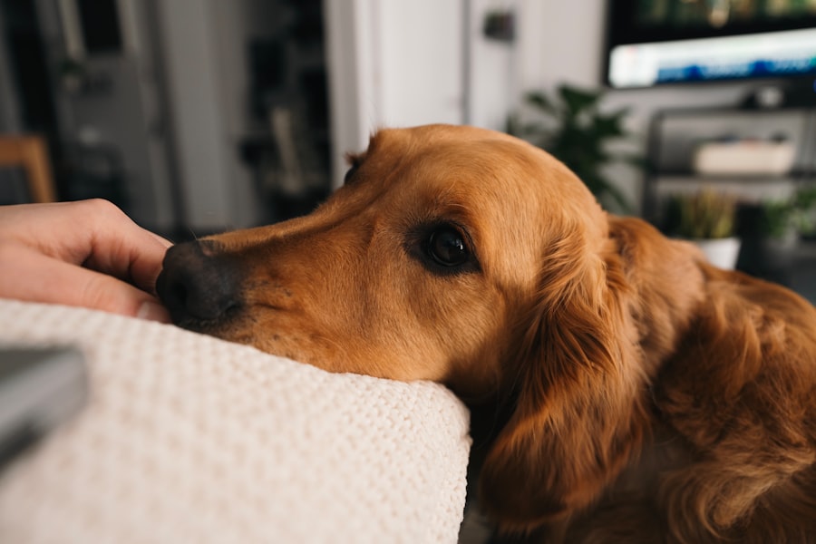 Therapy Dog