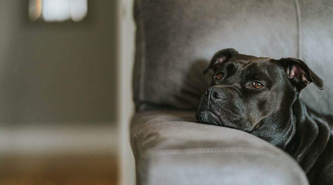 Photo Therapy Dog