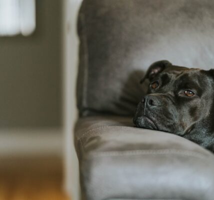 Photo Therapy Dog
