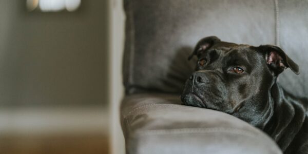 Photo Therapy Dog