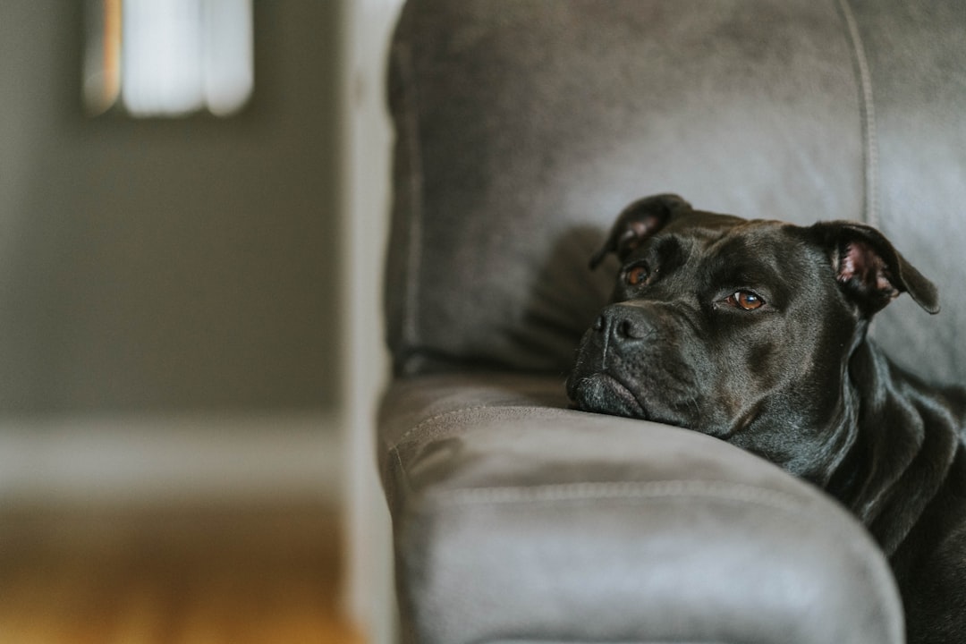 Photo Therapy Dog