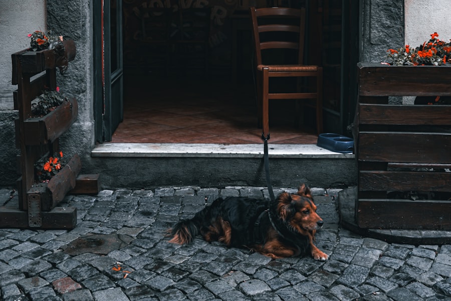 Photo Therapy Dog
